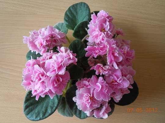 DSCN3177.JPG