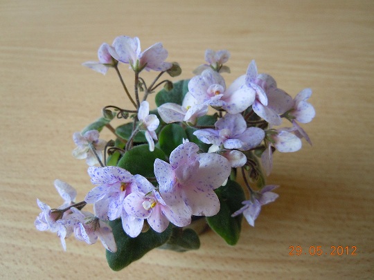 DSCN3474.JPG