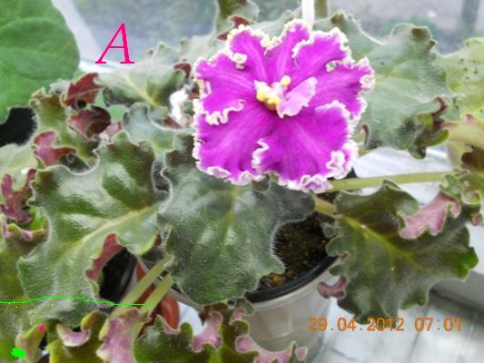 DSCN3492 фиалка Динамит.jpg