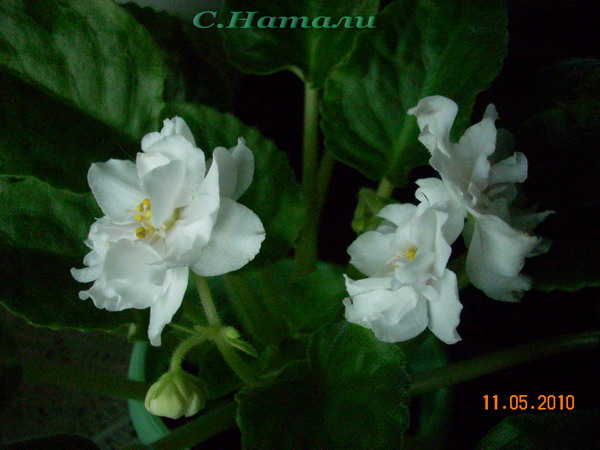 DSCN3697.jpg