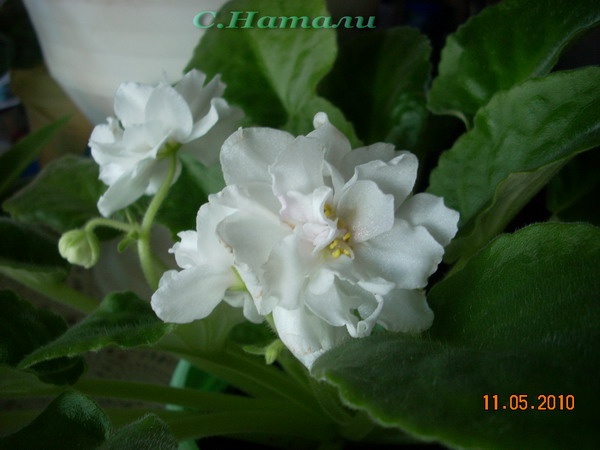 DSCN3698.jpg