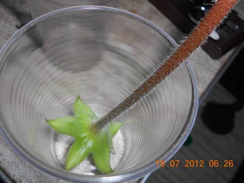 DSCN4287 Коробочка в стакане.jpg