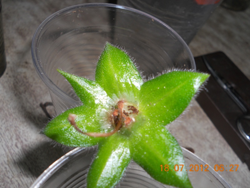 DSCN4288 Семенная коробочка.jpg