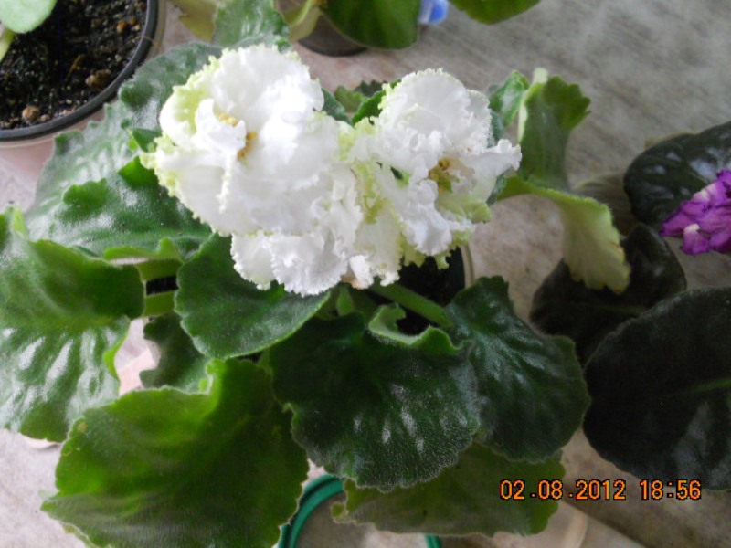DSCN4555 Сахарная роза.jpg