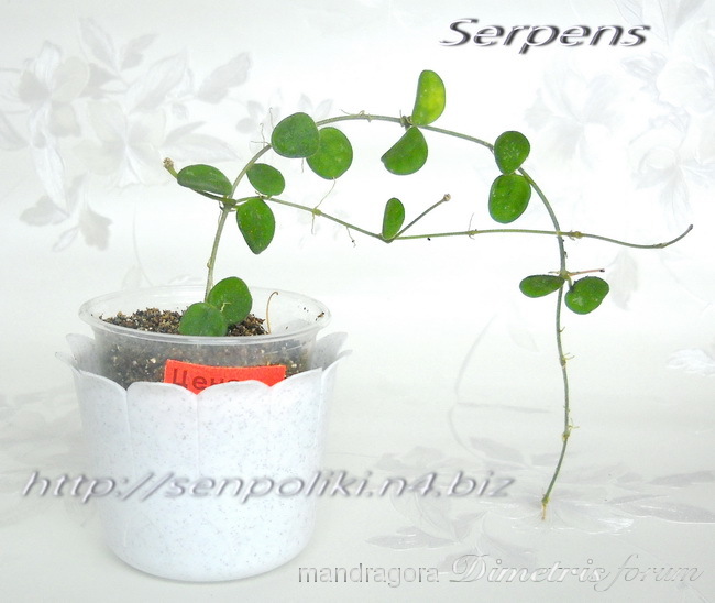 DSCN4972 ф.jpg