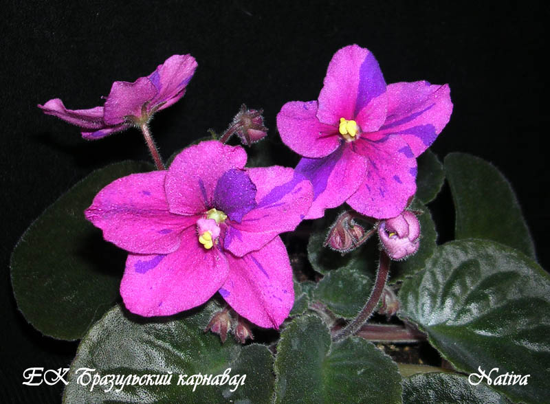 DSCN5262_cr .jpg