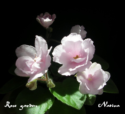 DSCN5687.JPG