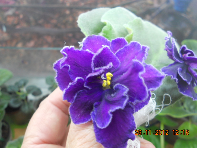 DSCN5701 Ward Brown..jpg