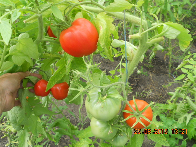 DSCN5887  Томаты вяжутся и спеют.JPG