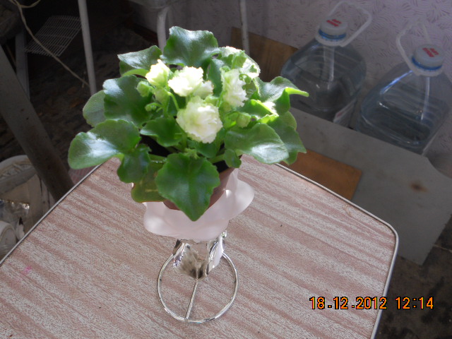 DSCN5962 Мини Irish Flirt.jpg