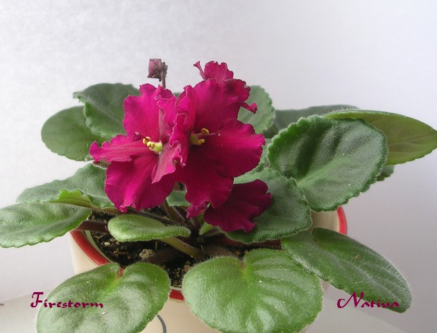 DSCN6006.JPG