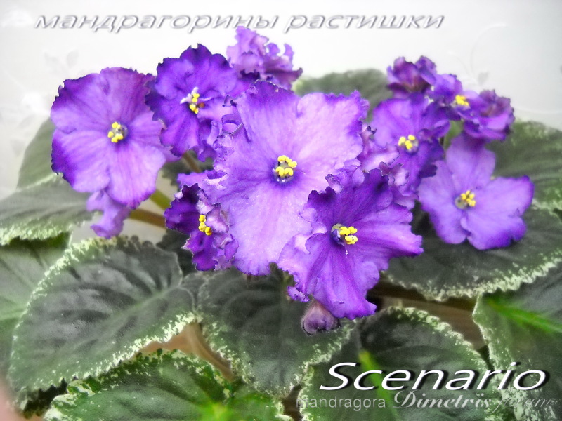 DSCN6150.jpg
