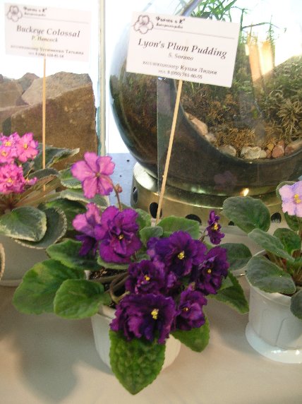 DSCN6272 - Lyon's Plum Pudding (S. Sorano) - Лидия Куцая_sm.jpg