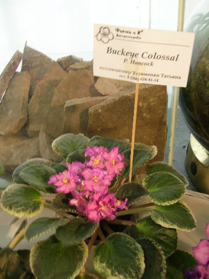 DSCN6273 - Buckeye Colossal (P. Hancock) - Татьяна Устименко_sm.jpg