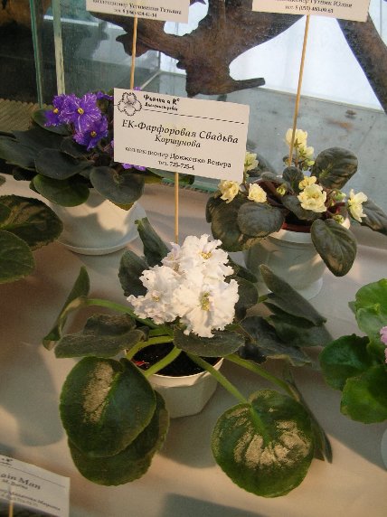 DSCN6278 - ЕК-Фарфоровая Свадьба (Е. Коршунова) - Венера Довженко_sm.jpg