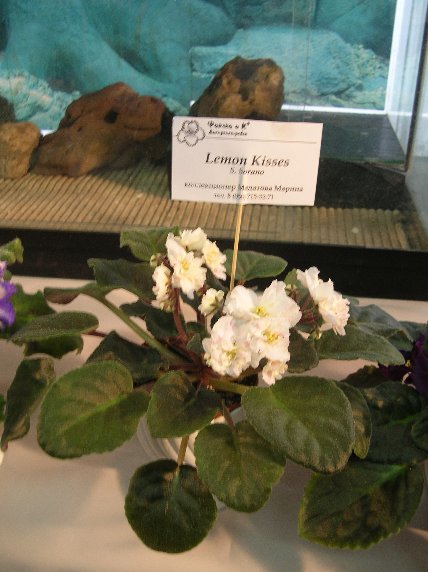 DSCN6281 - Lemon Kisses (S. Sorano) - Марина Мадатова_sm.jpg