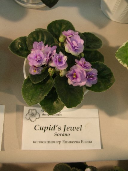 DSCN6286 - Cupid's Jewel (Sorano) - Елена Еникеева_sm.jpg