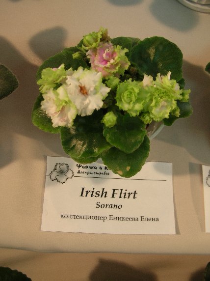 DSCN6287 - Irish Flirt (Sorano) - Елена Еникеева_sm.jpg