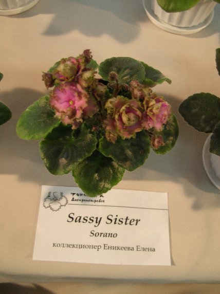 DSCN6290 - Sassy Siser (Sorano) - Елена Еникеева_sm.jpg