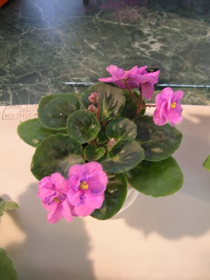 DSCN6293 - Rebel's Amy (R.Bann) - Елена Еникеева_sm.jpg