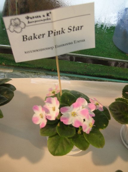 DSCN6297 - Baker Pink Star (Anthoflores) - Елена Еникеева_sm.jpg
