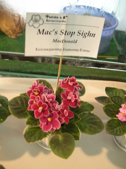 DSCN6298 - Mac's Stop Sighn (G. McDonald) - Елена Еникеева_sm.jpg