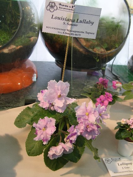 DSCN6300 - Louisiana Lullaby (S. Sorano) - Лариса Мещерякова_sm.jpg