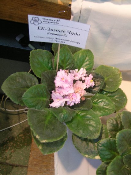 DSCN6303 - ЕК-Зимнее чудо (Е. Коршунова) - Венера Довженко_sm.jpg