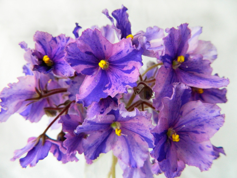 DSCN6308.jpg