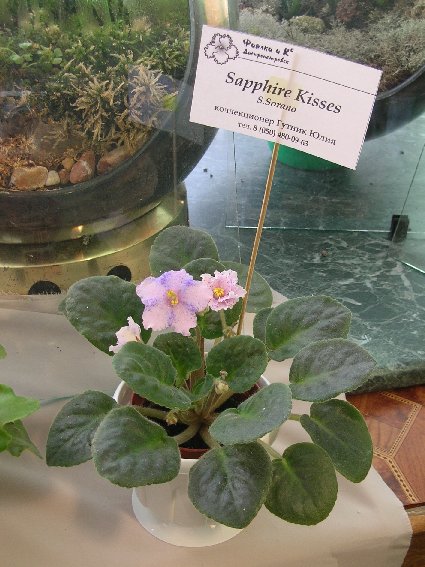 DSCN6373 - Sapphire Kisses (S. Sorano) - Юлия Гутник_кадр_sm.jpg