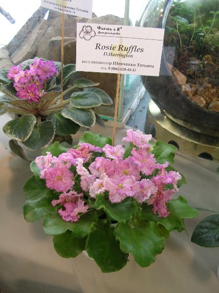 DSCN6377 - Rosie Ruffles (D. Harrington) - Татяна Шевченко_1_sm.jpg