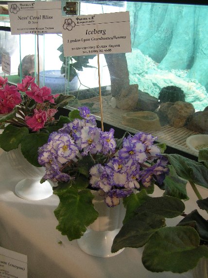 DSCN6380 - Iceberg (LLG-Sorano) - Лидия Куцая_1_sm.jpg