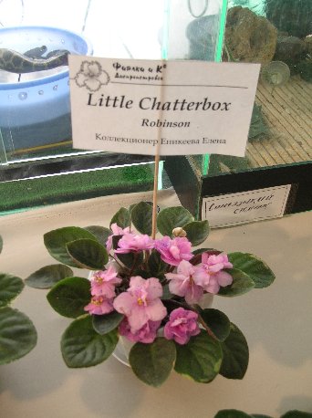 DSCN6384 - Little Chatterbox (S. Sorano) - Елена Еникеева_sm.jpg