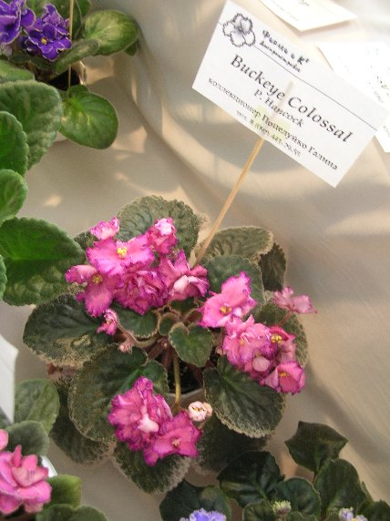 DSCN6387 - Buckeye Colossal (P. Hancock) - Галина Поцелуйко_sm.jpg