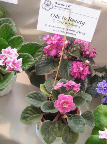 DSCN6390 - Ode to Beauty (G. Cox-B. Johnson) - Юлия Гутник_sm.jpg