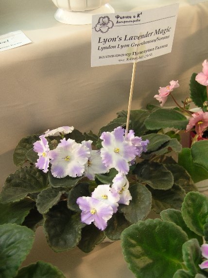 DSCN6393 - Lyon's Lavender Magic (LLG-Sorano) - Галина Поцелуйко_sm.jpg