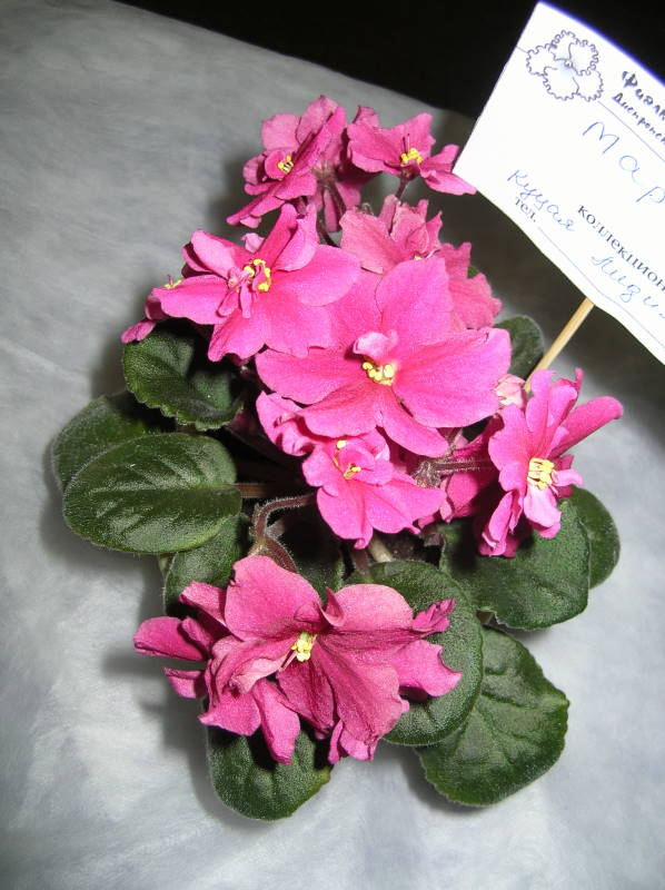 DSCN6502.jpg