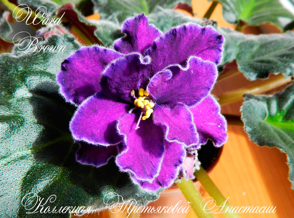 DSCN6673.jpg