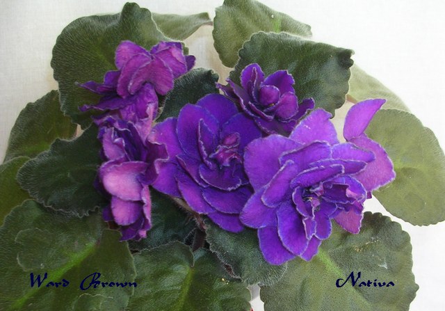 DSCN6763.JPG