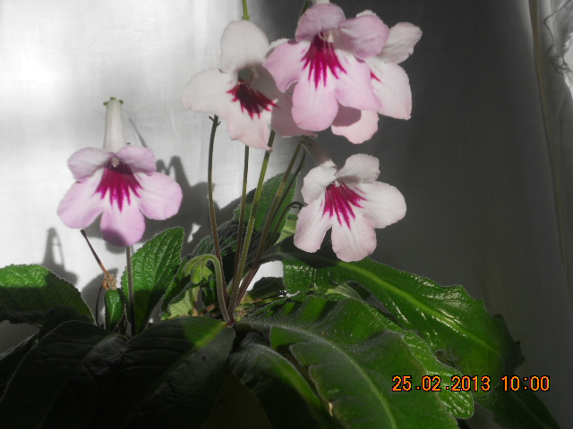DSCN6764 Пахучий стрептокарпус пахучий  Heavent Scent.jpg