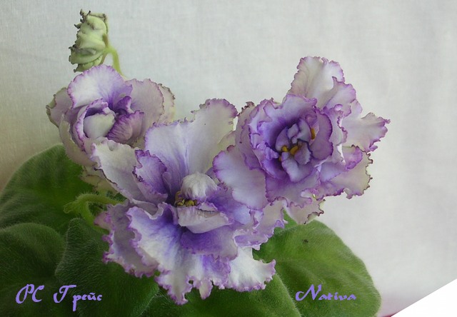 DSCN6779.JPG