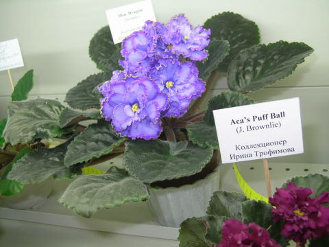 DSCN6851 - Blue Dragon (очень хорошия цветы).jpg