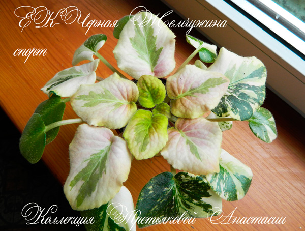 DSCN7287.jpg