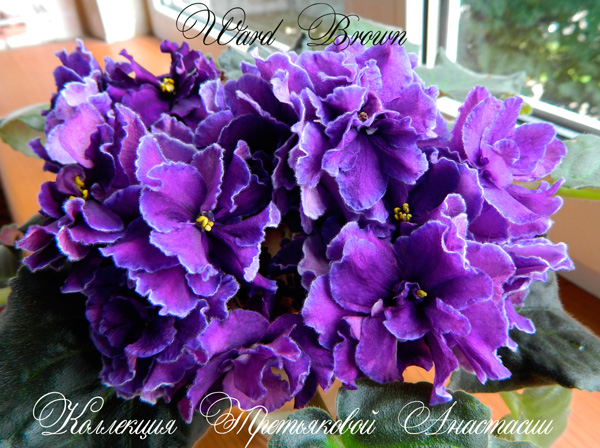 DSCN7300.jpg