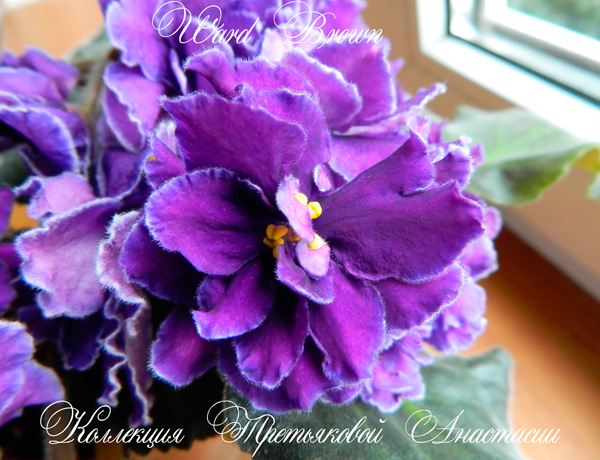 DSCN7303.jpg