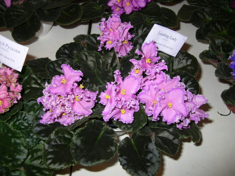 DSCN7329.jpg