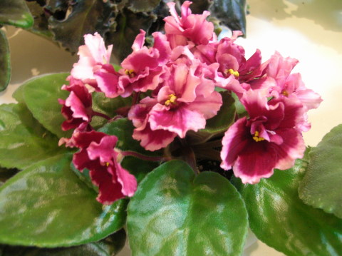 DSCN7355.jpg