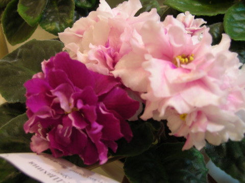 DSCN7357.jpg