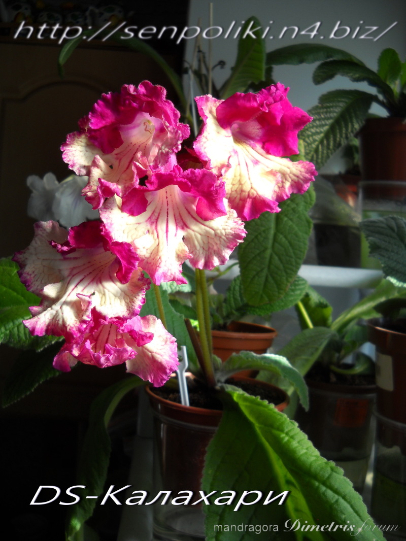 DSCN7476.jpg