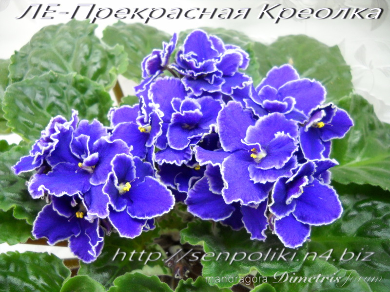 DSCN7854.jpg